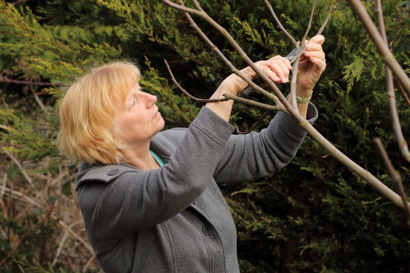 Canopy Pruning in San Jose, CA