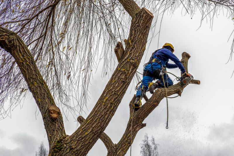 Emergency Tree Cutting
