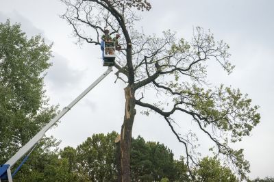 Emergency Tree Cutting