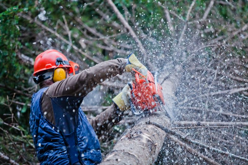 Emergency Tree Cutting