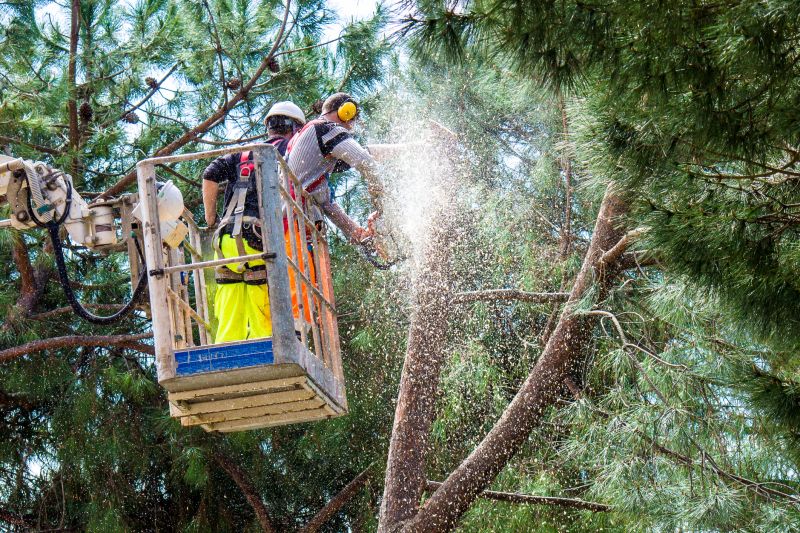 Emergency Tree Cutting