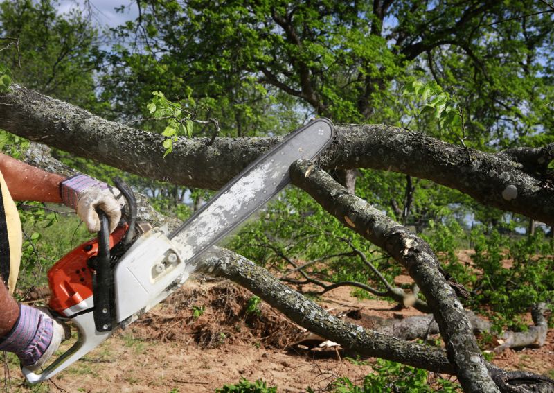 Emergency Tree Cutting