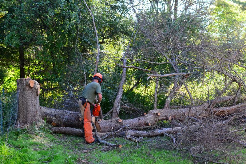 Emergency Tree Cutting