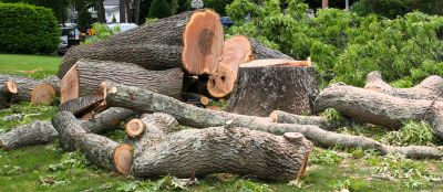 Assessing Tree Stability