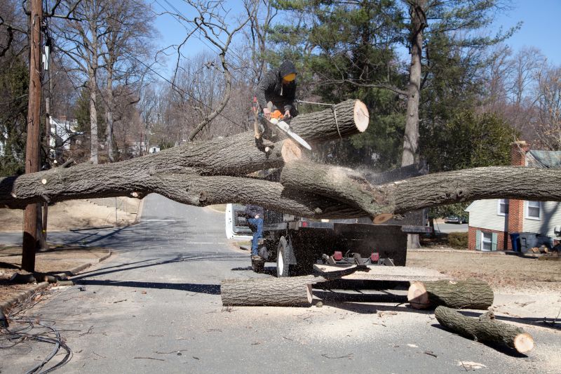 Accident Scene Tree Removal