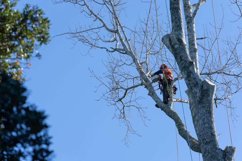 Precision Tree Pruning