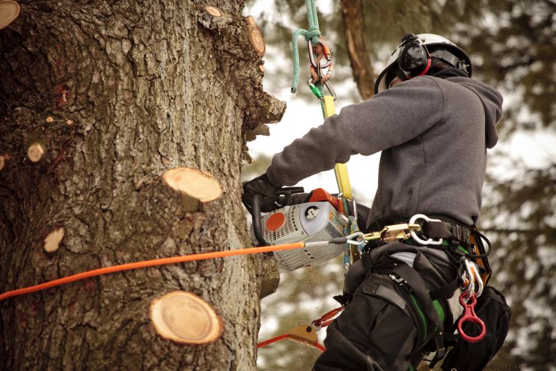 Arborist with Tree Climbing Gear