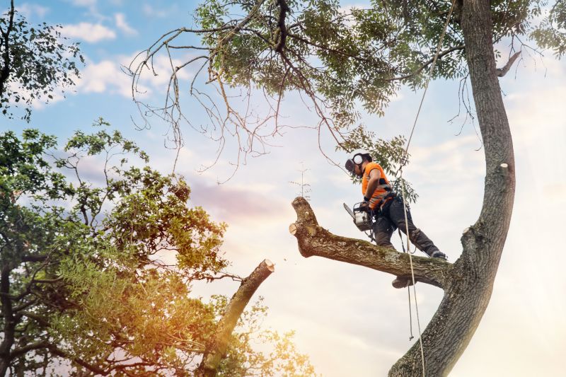 Arborist Using Safety Gear