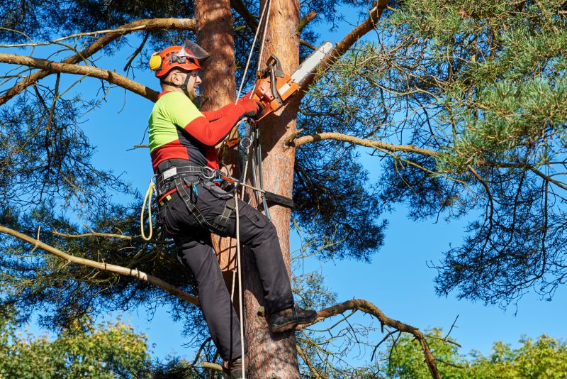 Certified Arborists at Work