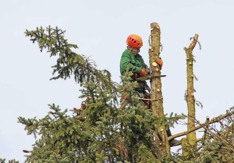 Local Emergency Tree Cutting pros at work
