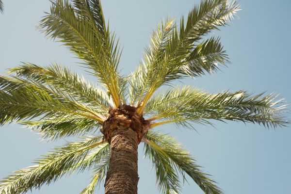 Palm Tree Pruning - Palm Tree Pruning Wilson County, Tennessee