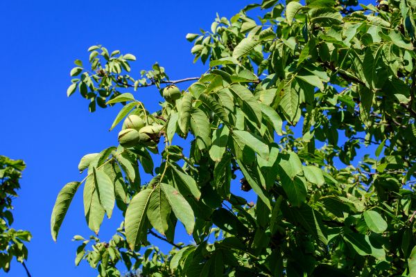 Walnut Tree Removal