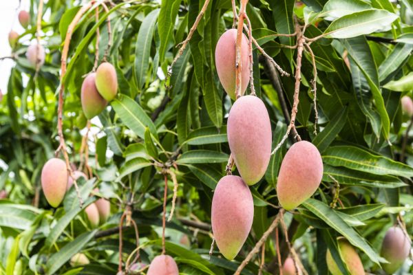 Mango Tree Trimming