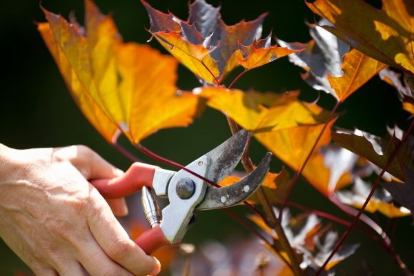 Maple Tree Pruning - Maple Tree Pruning Lake City, Florida