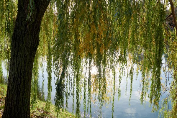 Willow Tree Removal