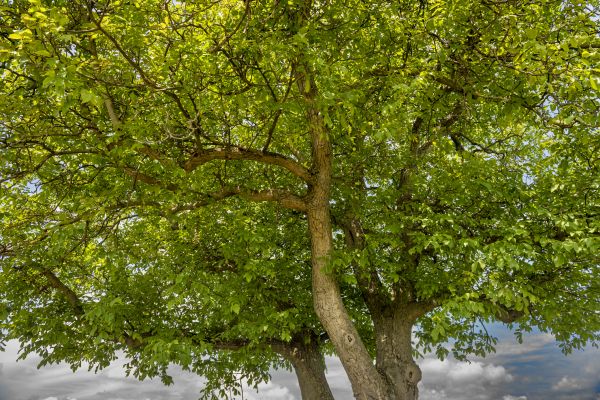 Walnut Tree Trimming