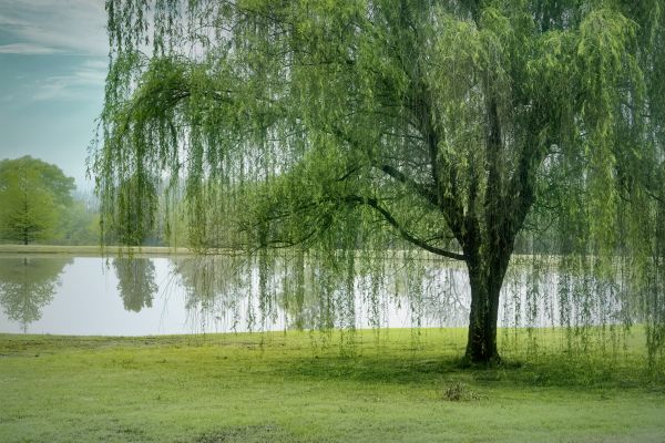Willow Tree Care