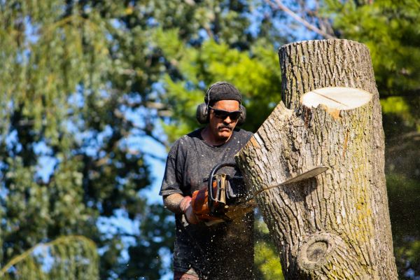 Ash Tree Pruning