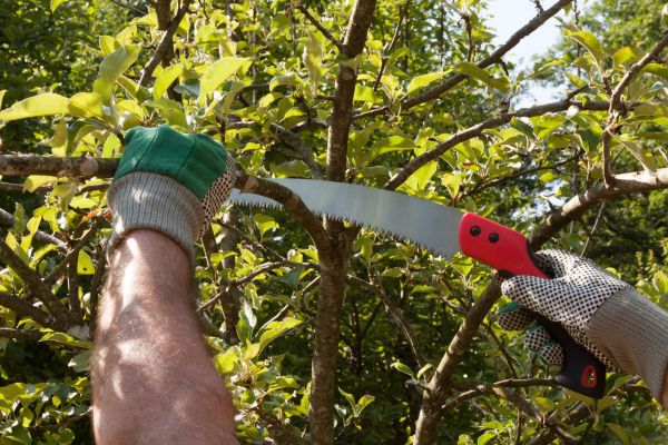 Apple Tree Trimming